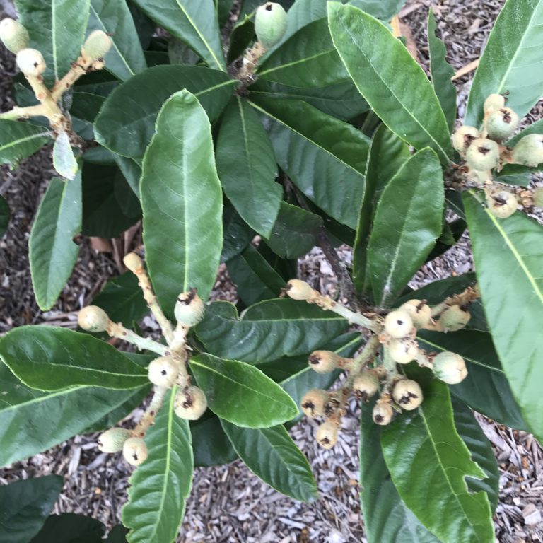 Loquats - SweetSong Groves LLC