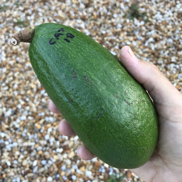 SW-C-3 - Avocado (Catalina) - SweetSong Groves LLC